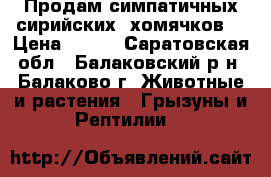 Продам симпатичных сирийских  хомячков. › Цена ­ 150 - Саратовская обл., Балаковский р-н, Балаково г. Животные и растения » Грызуны и Рептилии   
